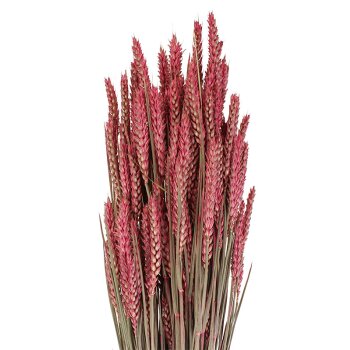 Getrockneter Weizen rosa-pink gefärbt Deko-Weizen Deko-Getreide
