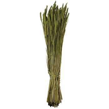 Getrockneter Weizen grün gefärbt Deko-Weizen Deko-Getreide