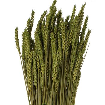 Getrockneter Weizen grün gefärbt Deko-Weizen Deko-Getreide