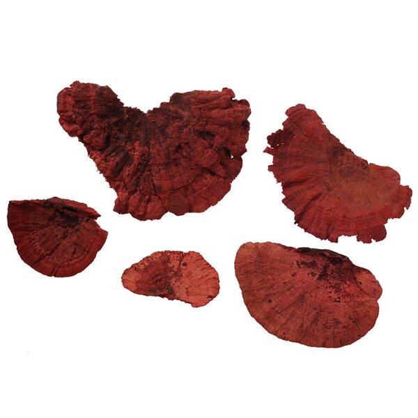 Baumschwamm gefärbt rot 100 g Baumschwämme Baumpilze