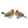 Deko-Vogel aus Polystone braun-beige-weiss 8,5 x 6,5 cm Stückpreis