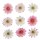 Margeriten-Blüten zum Streuen rosa-weiss 4 cm Großpackung 72 Stück