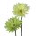 Deko Gerbera grün Ton-in-Ton 2er-Set 55 cm Seidenblumen Kunstblumen