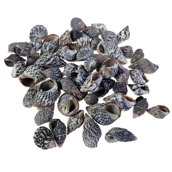 Kleine Meereschnecken-Gehäuse Shell Nassa Pussata  1-2,5 cm 50 g