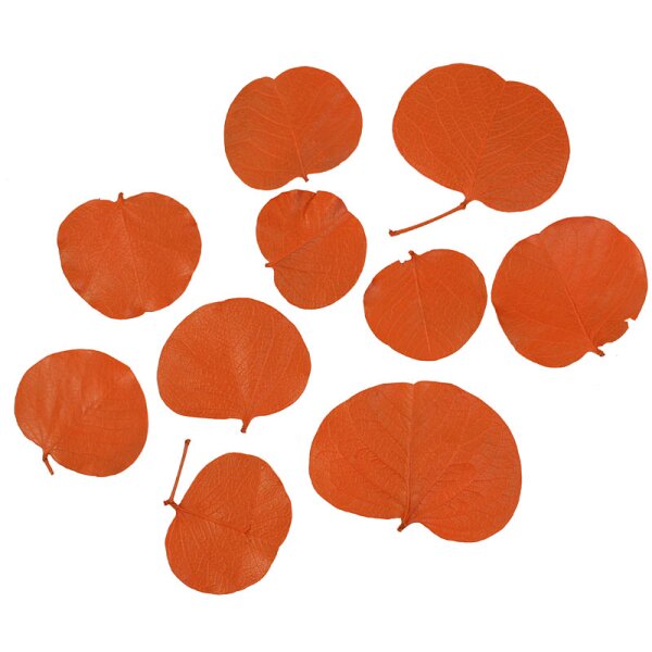 Monetenblätter orange gefärbt 10 Stück Bastelblätter Trockenartikel