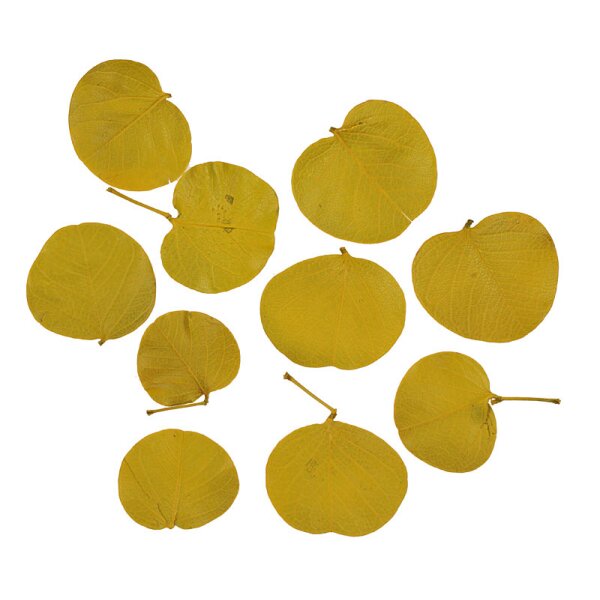 Monetenblätter gelb gefärbt 10 Stück Bastelblätter Trockenartikel