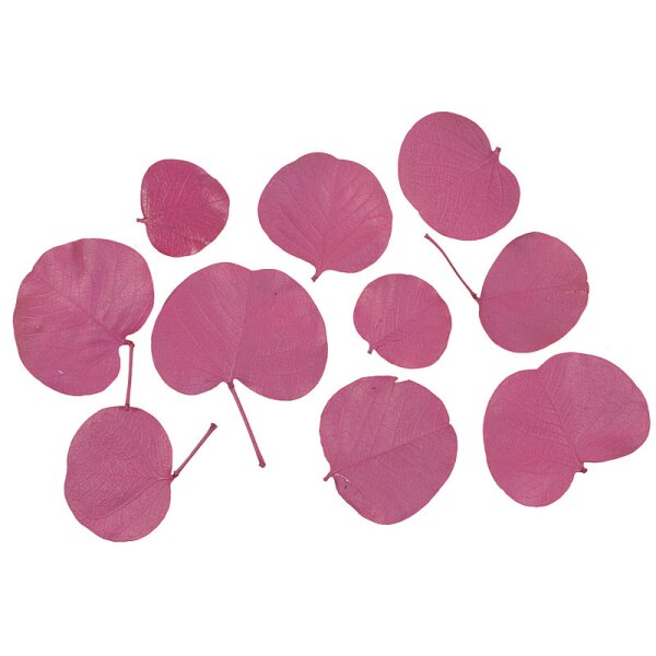 Monetenblätter fuchsia-pink gefärbt 10 Stück Bastelblätter Trockenartikel