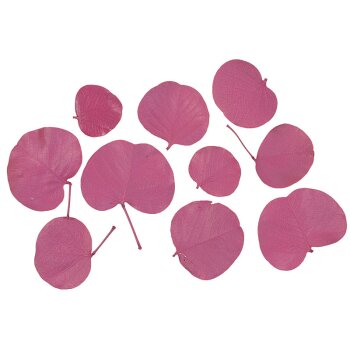 Monetenblätter fuchsia-pink gefärbt 10...
