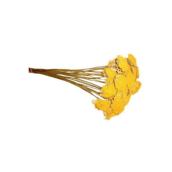 Achillea natur-gelb Großpackung 500 g Schafgarbe Bindereizubehör