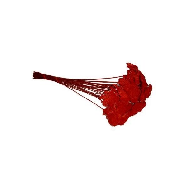 Achillea rot gefärbt 50 g Schafgarbe Bindereizubehör