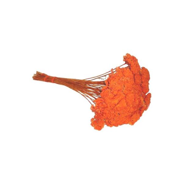 Achillea orange gefärbt 500 g getrocknete Schafgarbe Bindereizubehör