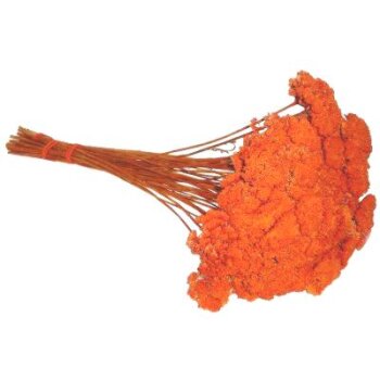 Achillea orange gefärbt 500 g getrocknete Schafgarbe...