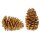 Pinus Maritima halbgebleicht 10-14 cm gebleichte Pinienzapfen Schmuckzapfen