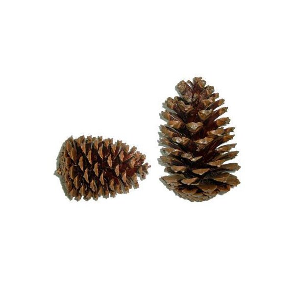 Pinienzapfen Pinus Maritima natur 14-18 cm