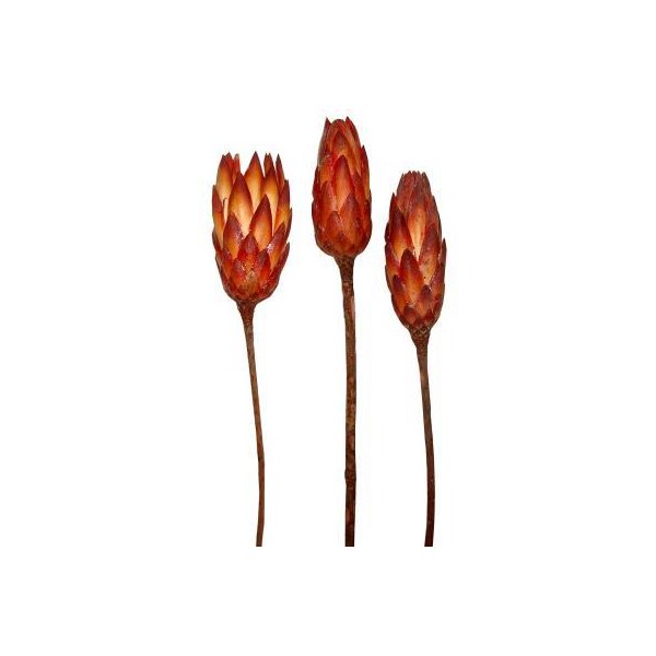 Protea compacta extra rot geflammt