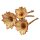 Protea Barbigera Kelch 11-13 cm Sparpack 25 Stück