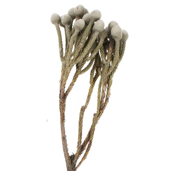 Brunia natur 20-30 cm