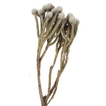 Brunia natur 20-30 cm