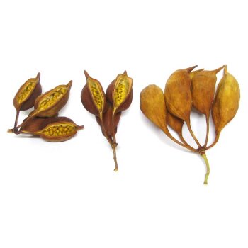 Brachyciton-Schoten 5-8 cm Bindereibedarf Trockenblumen