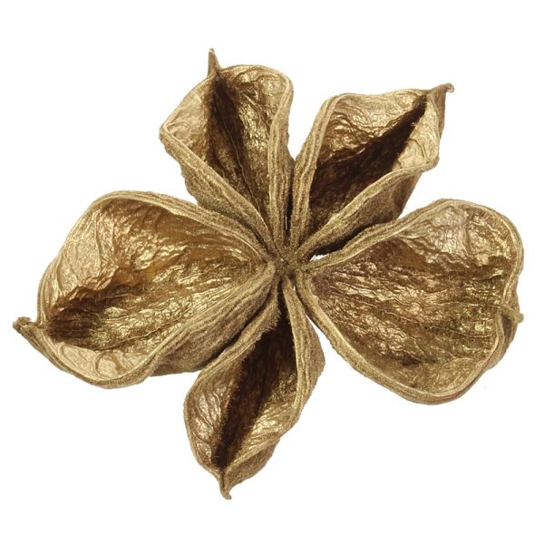 Landlotos gold gefärbt 6-10 cm