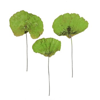 Baumschwamm am Draht giftgrün 5-10 cm