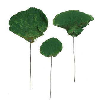 Baumschwamm am Draht grün 5-10 cm