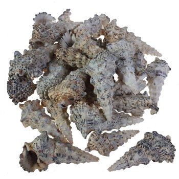 Meeresschnecken Shell Cerithium Nodulosum 5-9 cm Großpackung 1 kg