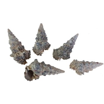 Meeresschnecken Shell Cerithium Nodulosum 5-9 cm...