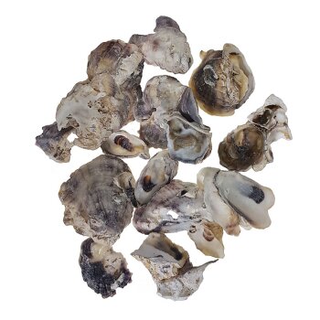 Austern Muscheln Shell Oyster Talaba 3-8 cm...