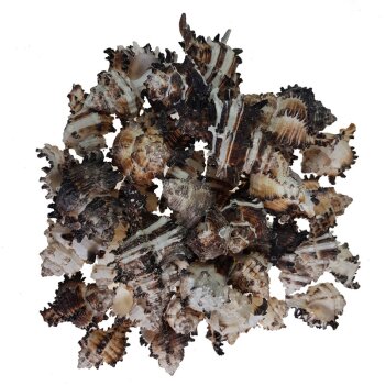 Meeresschnecken Shell murex Endivia 6-9 cm Großpackung 1 kg
