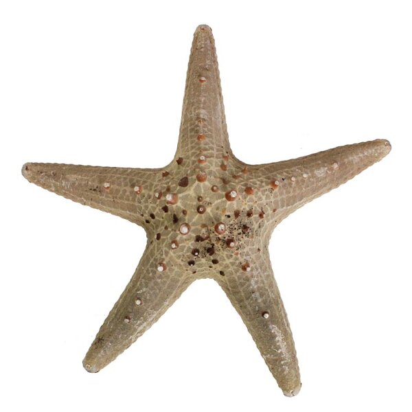 Seestern Longspine starfish 20 cm natural