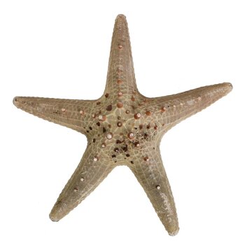 Seestern Longspine starfish 20 cm natural
