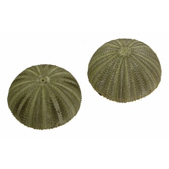 Seeigel-Gehäuse Sea urchin grün 5-6 cm Sparpack 12 Stück