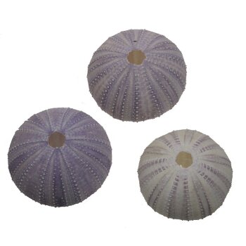Seeigel Gehäuse Sea urchin violett 5-6 cm Sparpack 12 Stück