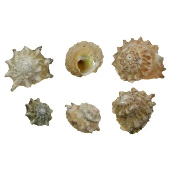 Shell Astrea Calcar 2-3 cm 6 Stück