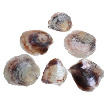 Muschelscheiben Shell Placuna 4 Stück Muschelplatten
