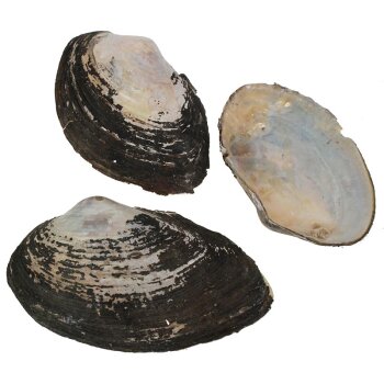 Shell Baby Clam 12-14 cm 3 Stück
