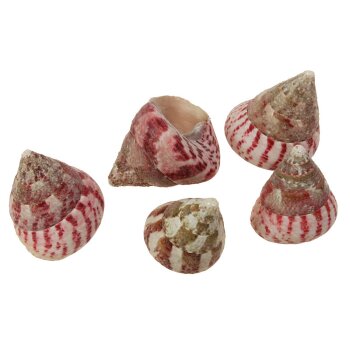 Shell Troca red 3-4 cm 5 Stück echte Meeresmuscheln