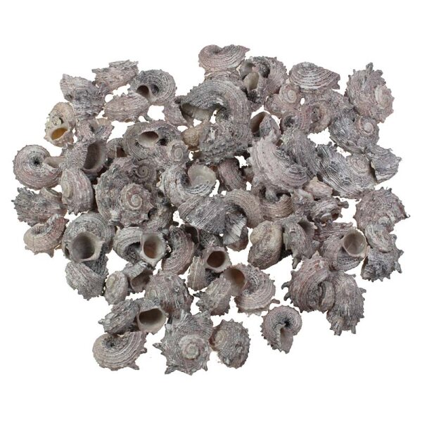 Shell Delphinula frosted 1 kg