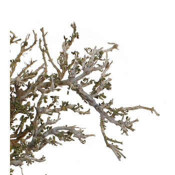 Dry-Tree Zweige natur 500g