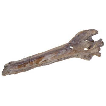 Maulbeer-Wurzeln 40-50 cm weiss gefrostet einseitig ausgehöhlt