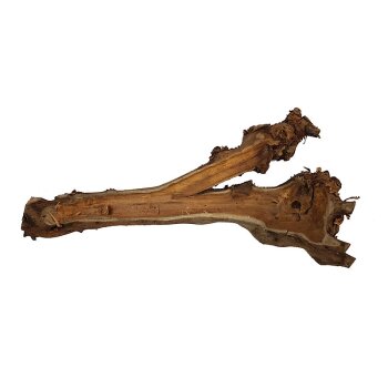 Maulbeer-Wurzeln 40-50 cm natur einseitig abgeflacht...