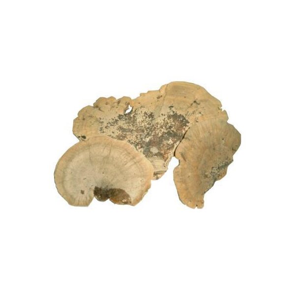 Baumschwamm natur 250 g Sponge Mushroom Baumschwämme Baumpilze