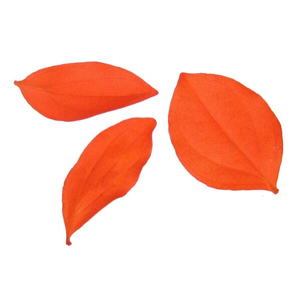Quina Blätter orange Bastelblätter Bindereibedarf Trockenfloristik