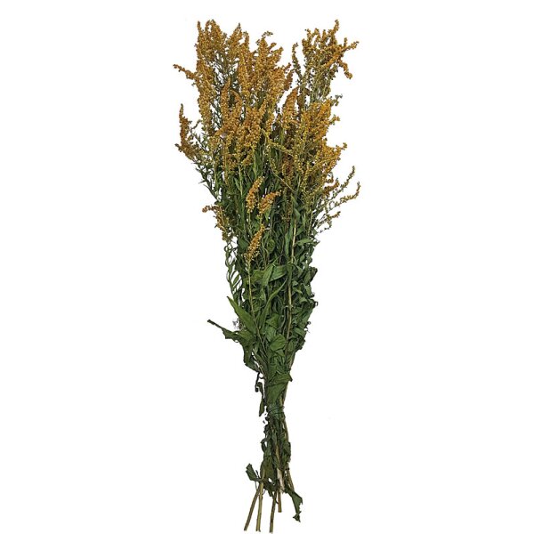 Solidago getrocknete Goldrute 60-70 cm Trockenblumen Trockengräser