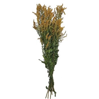 Solidago getrocknete Goldrute 60-70 cm Trockenblumen Trockengräser