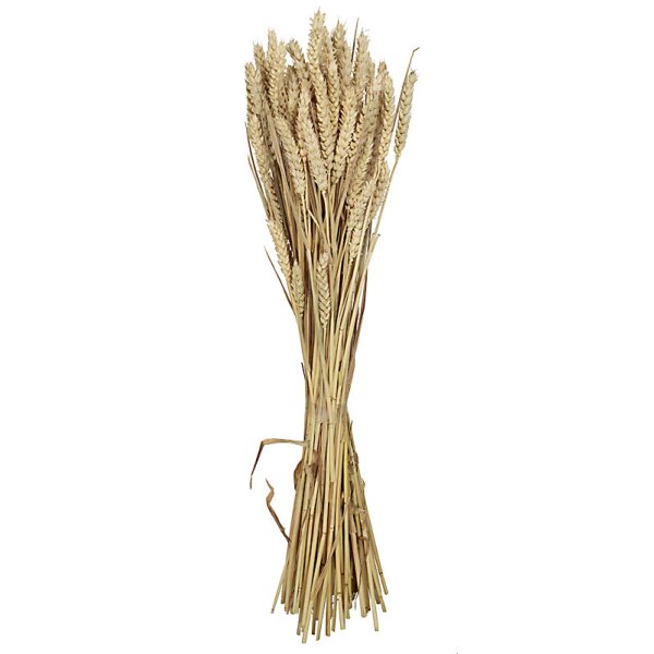 Getrockneter Weizen sonnengebleicht Deko-Weizen Deko-Getreide Weizenbund