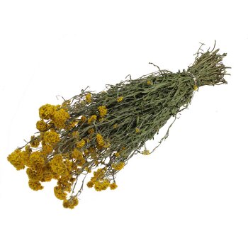 Sanfordii getrocknet gelb 50 cm Trockenblumen