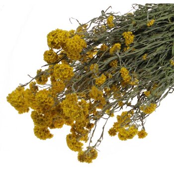 Sanfordii getrocknet gelb 50 cm Trockenblumen