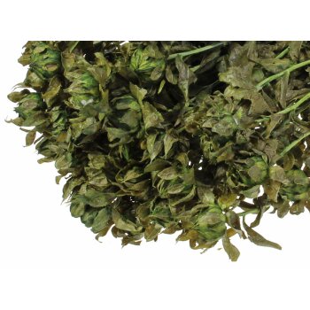 Carthamus Färberdistel knospig getrocknet 45-50 cm grün gefärbt 100 g